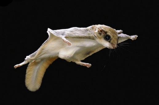 _flying-squirrel