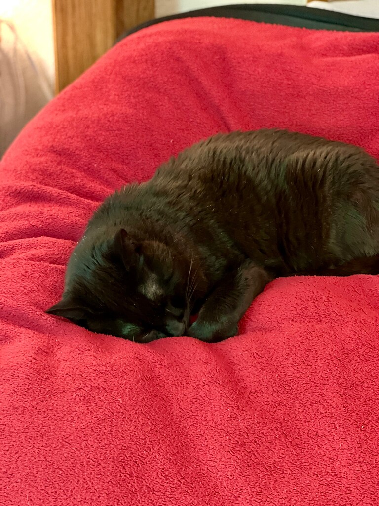 What's the oddest hurdle you've had to overcome in your home automation