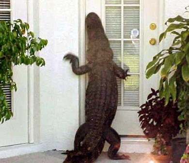 alligator at the door 1